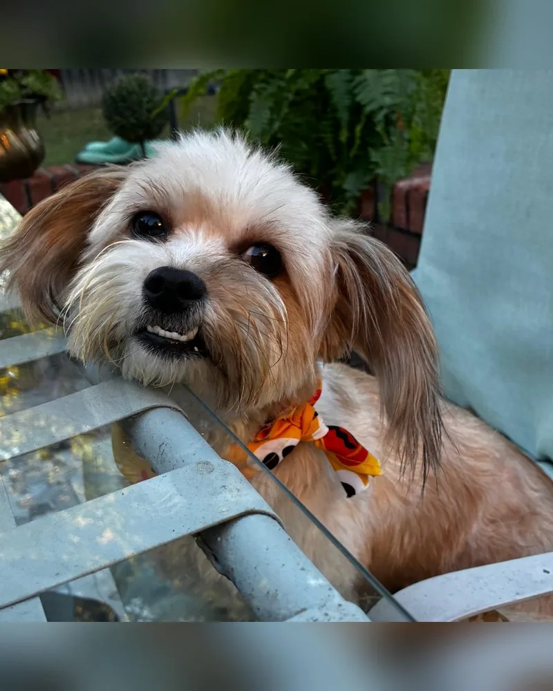 Sammy thumbnail 3