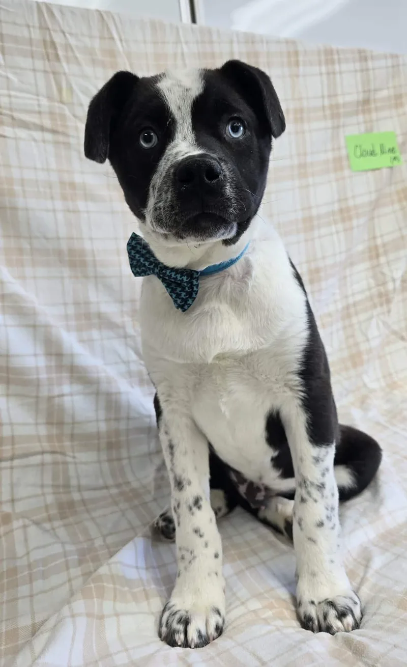 Cloud Nine thumbnail 2