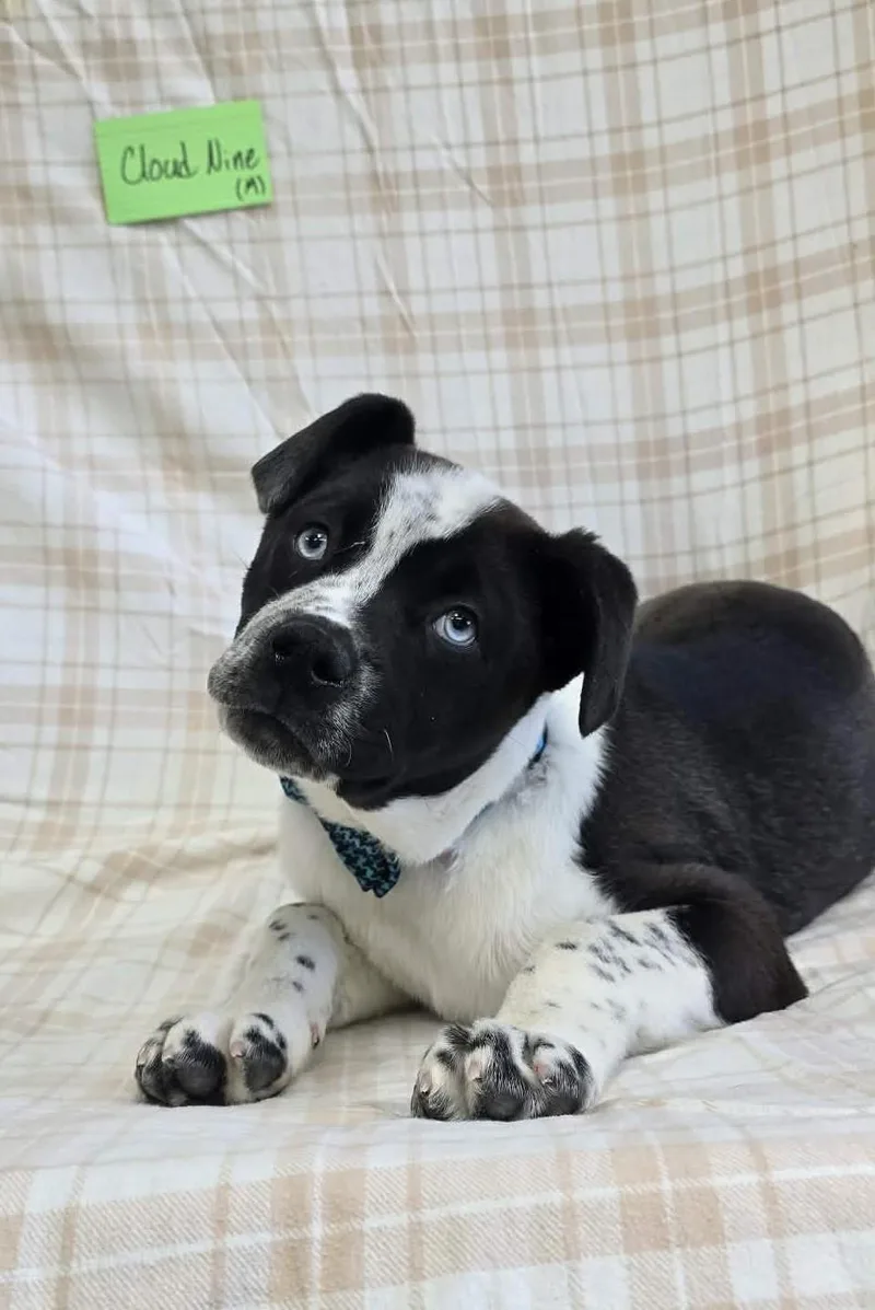 Cloud Nine thumbnail 4