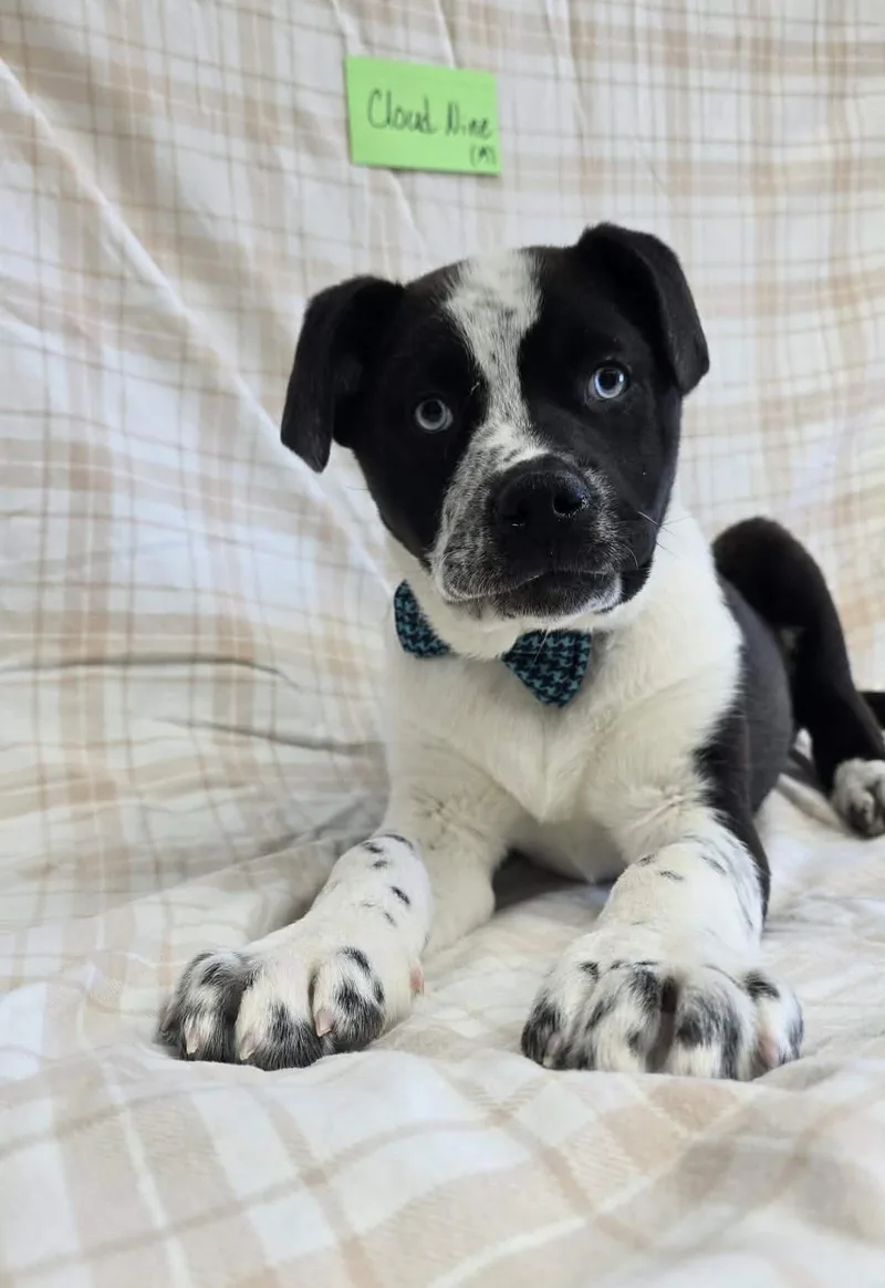 Cloud Nine thumbnail 5