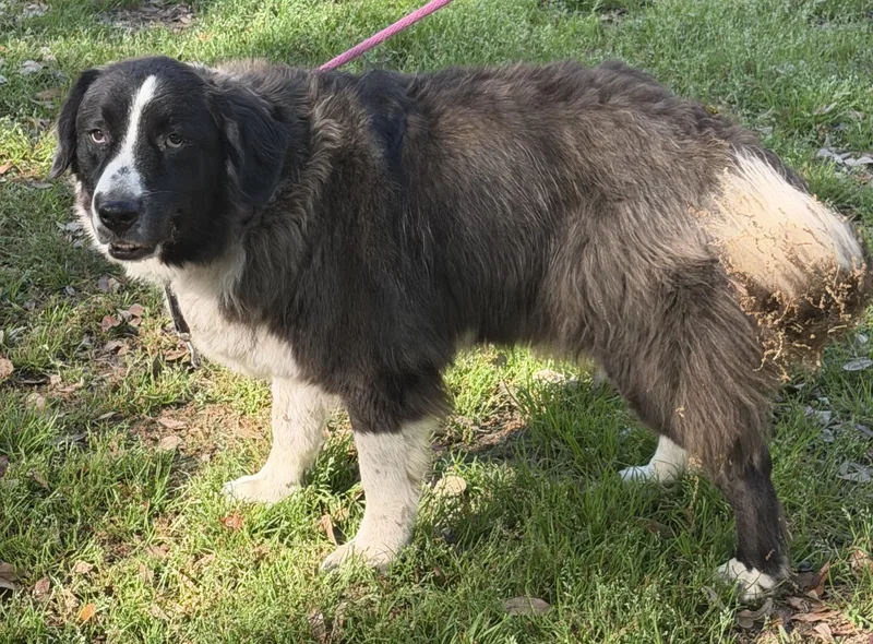 King Arthur thumbnail 4