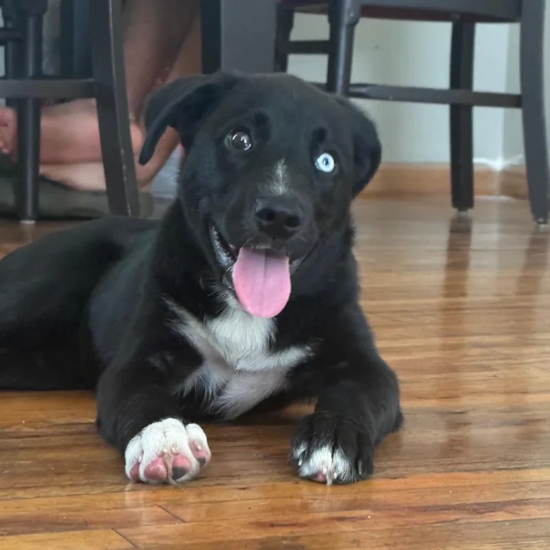 A baby medium-sized female Black Mixed Breed dog named Aurora for adoption in Overland Park, KS