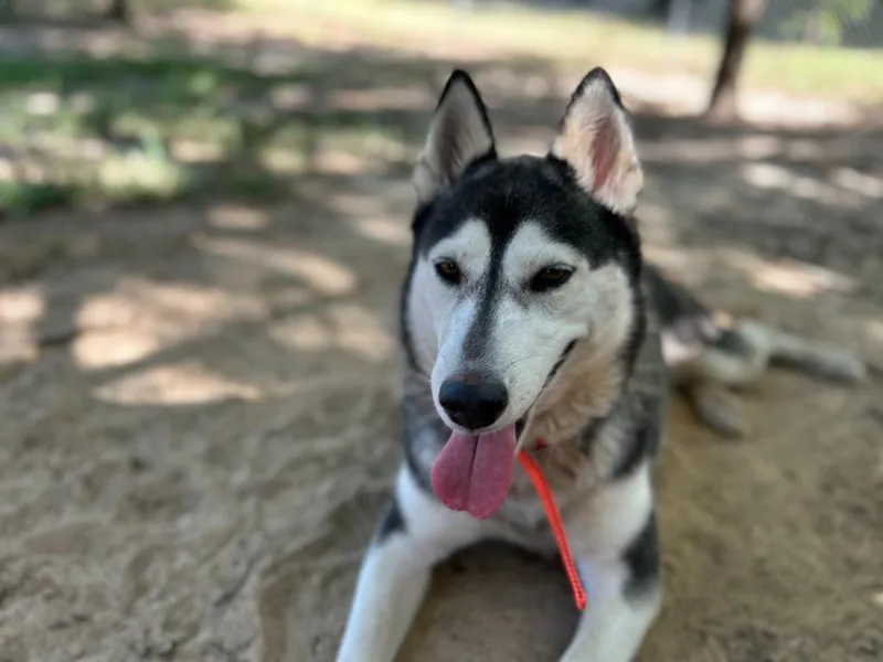 An adult large-sized female Husky dog named Allie for adoption in Nacogdoches, TX