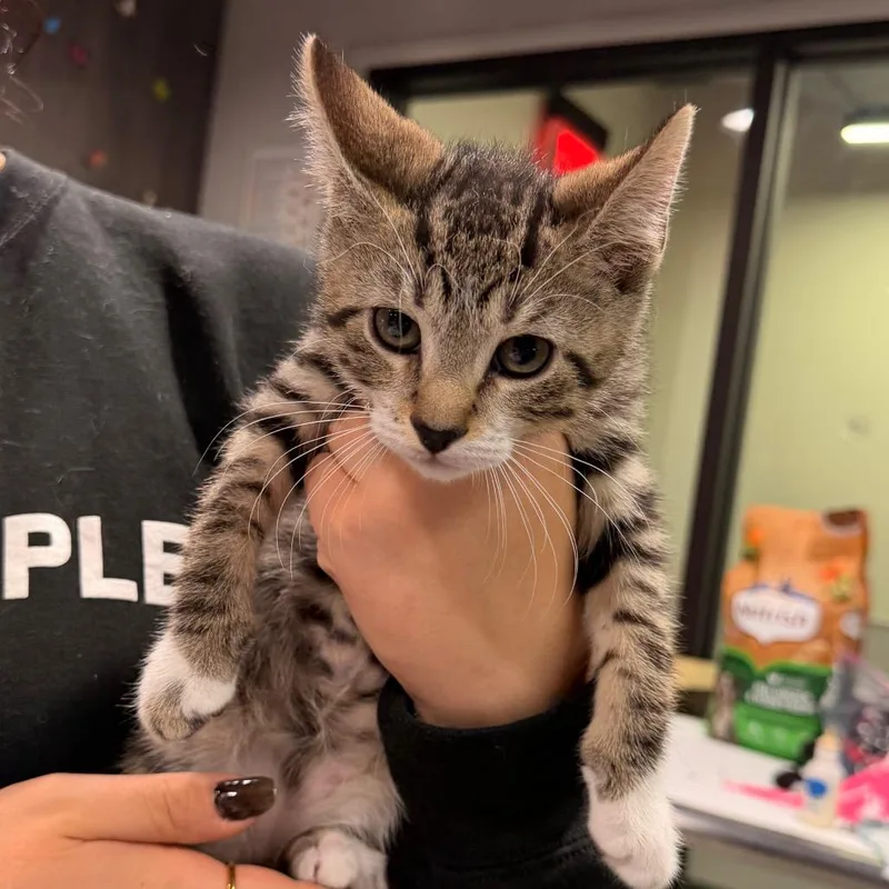 A baby small-sized male Domestic Short Hair cat named Leo for adoption in Tampa, FL