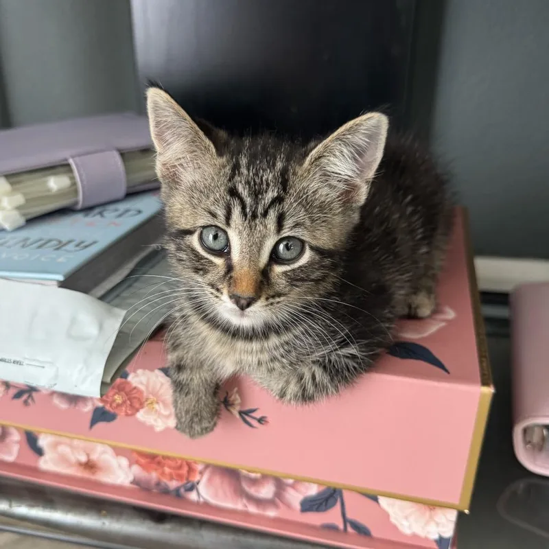 A baby small-sized female Brown / Chocolate Domestic Short Hair cat named Amethyst for adoption in Hamburg, NY