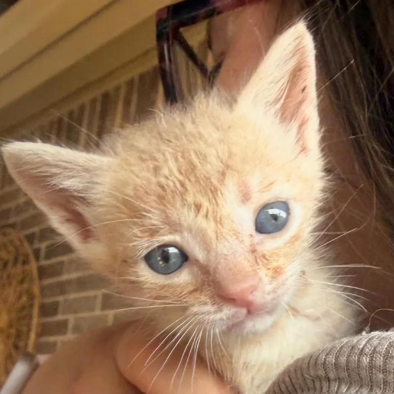 A baby small-sized male Orange / Red Domestic Short Hair cat named Trevor for adoption in Midland, TX