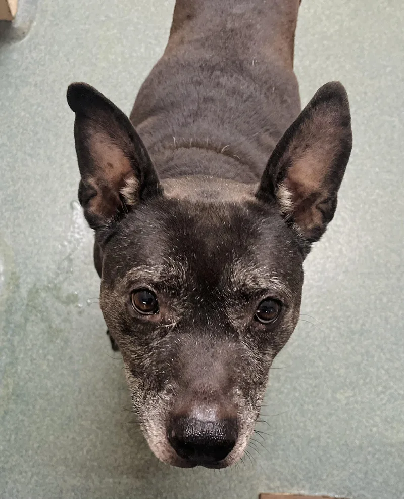 A senior medium-sized male Pit Bull Terrier dog named Razor for adoption in Martinsville, VA