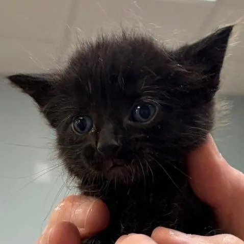 A baby small-sized male Black Domestic Short Hair cat named Scooter for adoption in Greensboro, GA