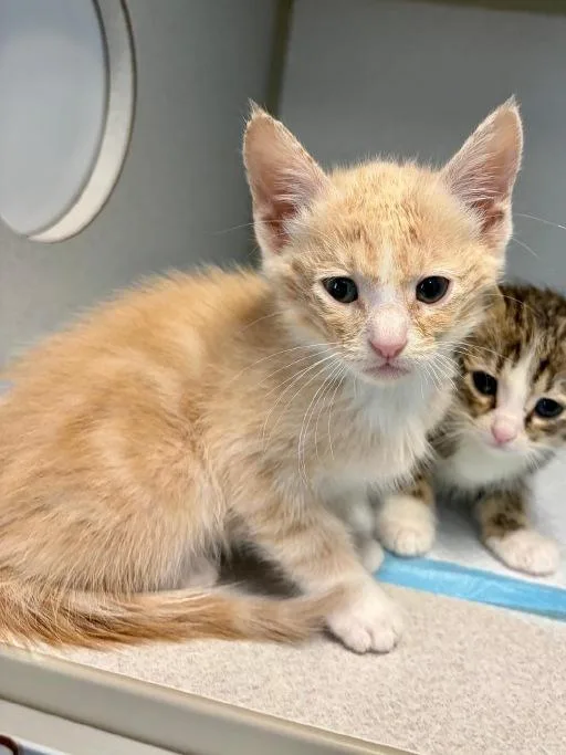 A baby medium-sized male Orange & White Domestic Short Hair cat named Kyo for adoption in Winter Haven, FL