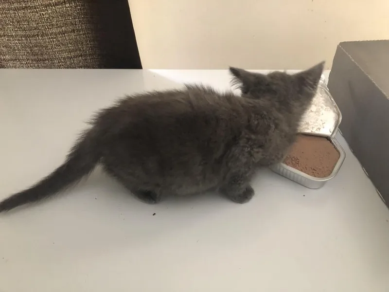 A baby small-sized male Gray / Blue / Silver Domestic Short Hair cat named Einstein for adoption in Emporia, KS