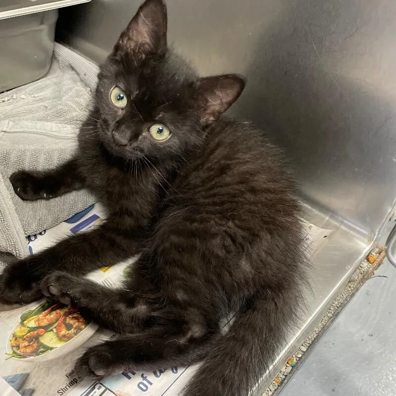 A baby medium-sized male Domestic Short Hair cat named Cotton for adoption in Roanoke, VA