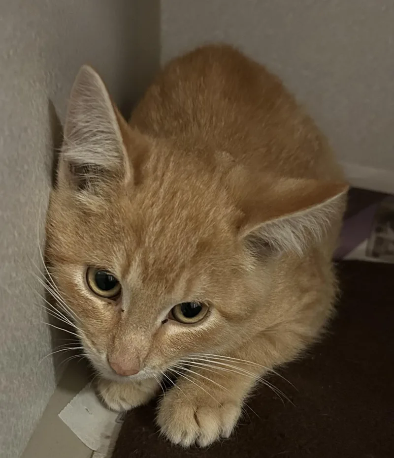 A young medium-sized male Tabby (Orange / Red) Domestic Short Hair cat named Mustard for adoption in Mason City, IA
