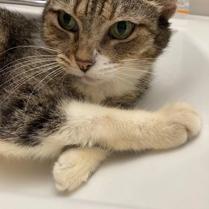 An adult medium-sized female Domestic Short Hair cat named Rubbi for adoption in San Juan, PR