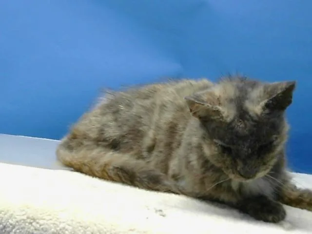 An adult small-sized female Domestic Short Hair cat named A for adoption in Gardena, CA