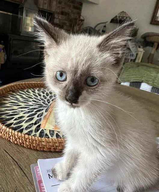 A baby small-sized female Domestic Short Hair cat named Scout for adoption in Sacramento, CA