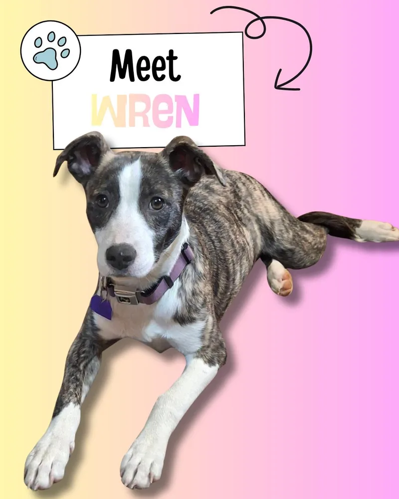 A young medium-sized female Brindle Greyhound dog named Wren for adoption in Sulphur, KY