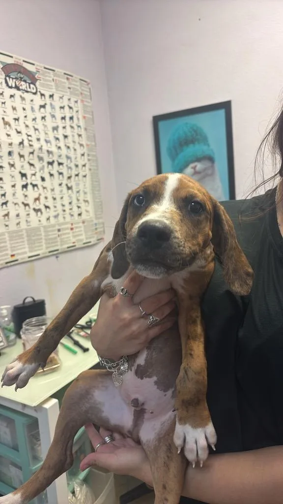 A young medium-sized male Terrier dog named Pongo for adoption in New Braunfels, TX
