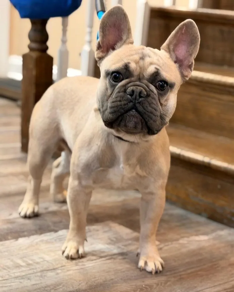 A young small-sized male French Bulldog dog named Gus for adoption in Carmel, NY
