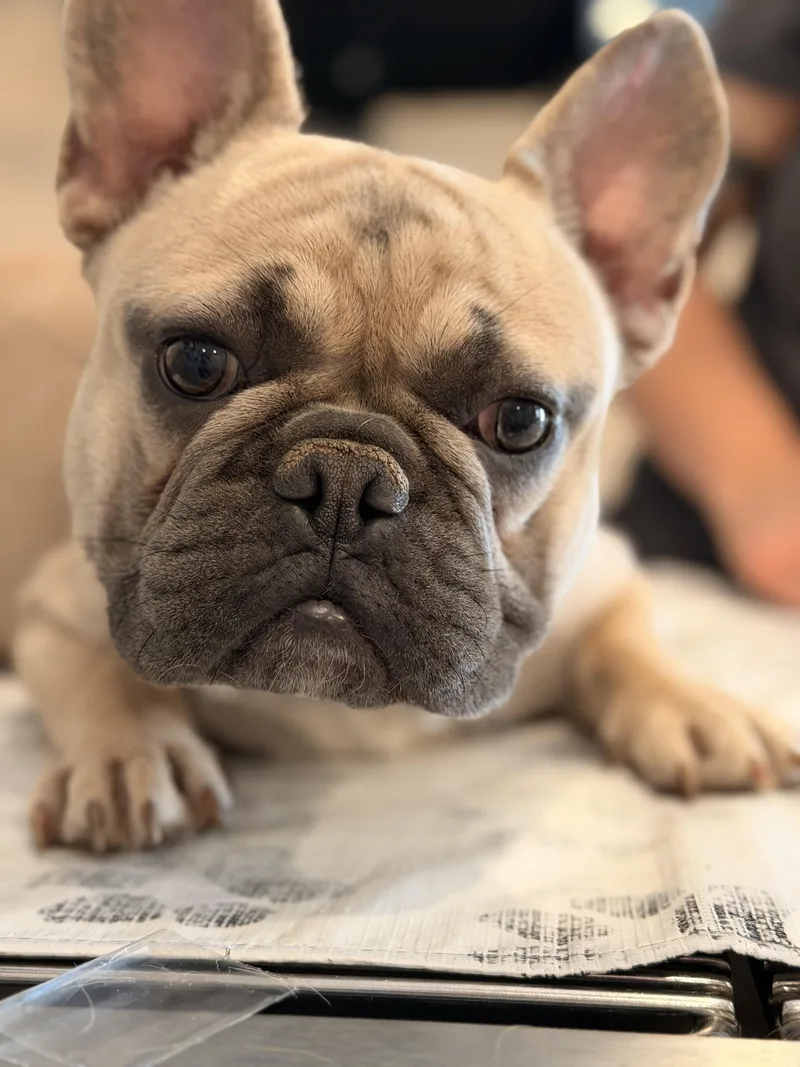 Gus thumbnail 2