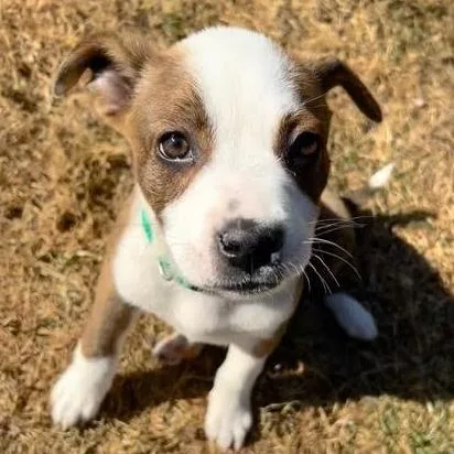 Payday D thumbnail 2