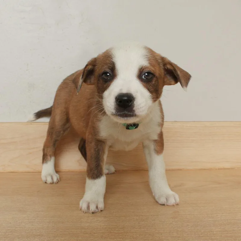 Payday D thumbnail 3