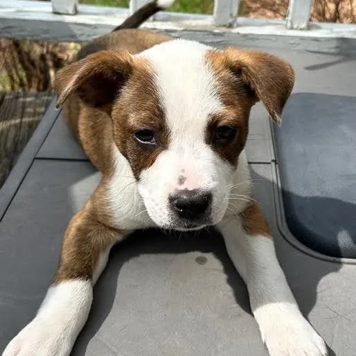 Payday D thumbnail 4