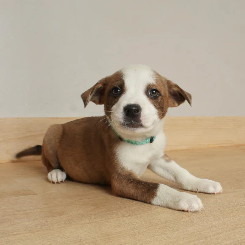 Payday D thumbnail 5