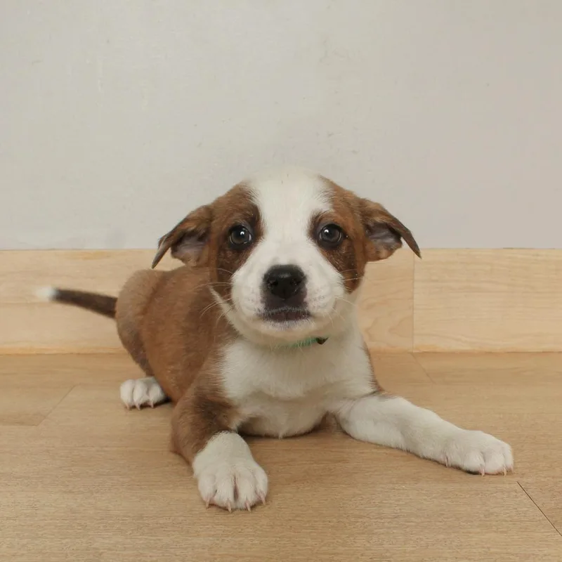 Payday D thumbnail 6