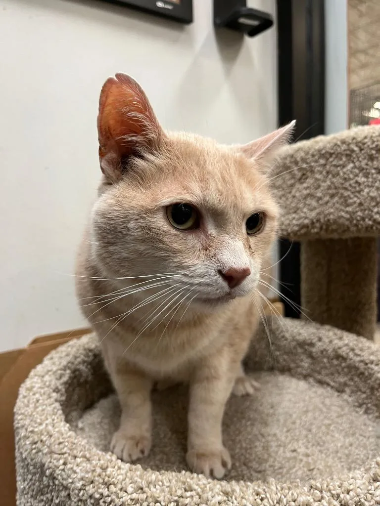 A senior medium-sized male Domestic Short Hair cat named Beau for adoption in Ballwin, MO