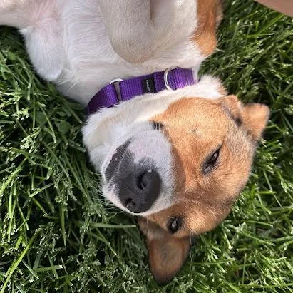 An adult small-sized female Red / Chestnut / Orange Cardigan Welsh Corgi dog named Savannah for adoption in South Elgin, IL