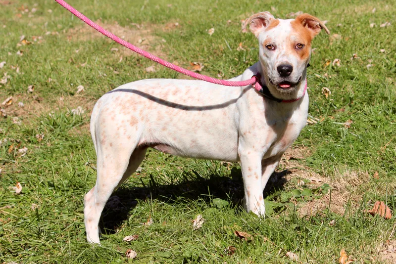 A baby medium-sized female White / Cream Mixed Breed dog named Baby Girl for adoption in Brazil, IN