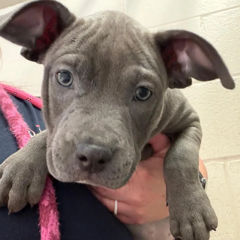 A baby small-sized female Pit Bull Terrier dog named Treat for adoption in Reno, NV