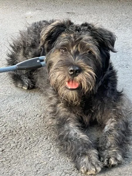 A young small-sized male Mixed Breed dog named Cali for adoption in Staten Island, NY