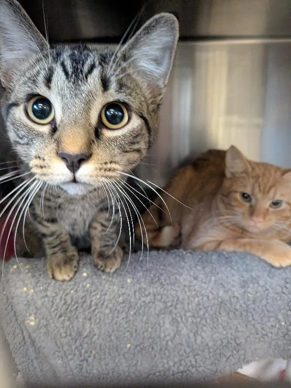 An adult medium-sized male Tabby (Gray / Blue / Silver) Domestic Short Hair cat named Tigger for adoption in Cincinnati, OH
