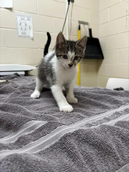 A baby small-sized male Domestic Short Hair cat named Rumi for adoption in Westland, MI