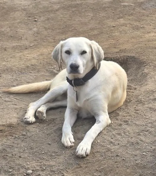 A young medium-sized female Yellow / Tan / Blond / Fawn Labrador Retriever dog named Blondie for adoption in New York, NY