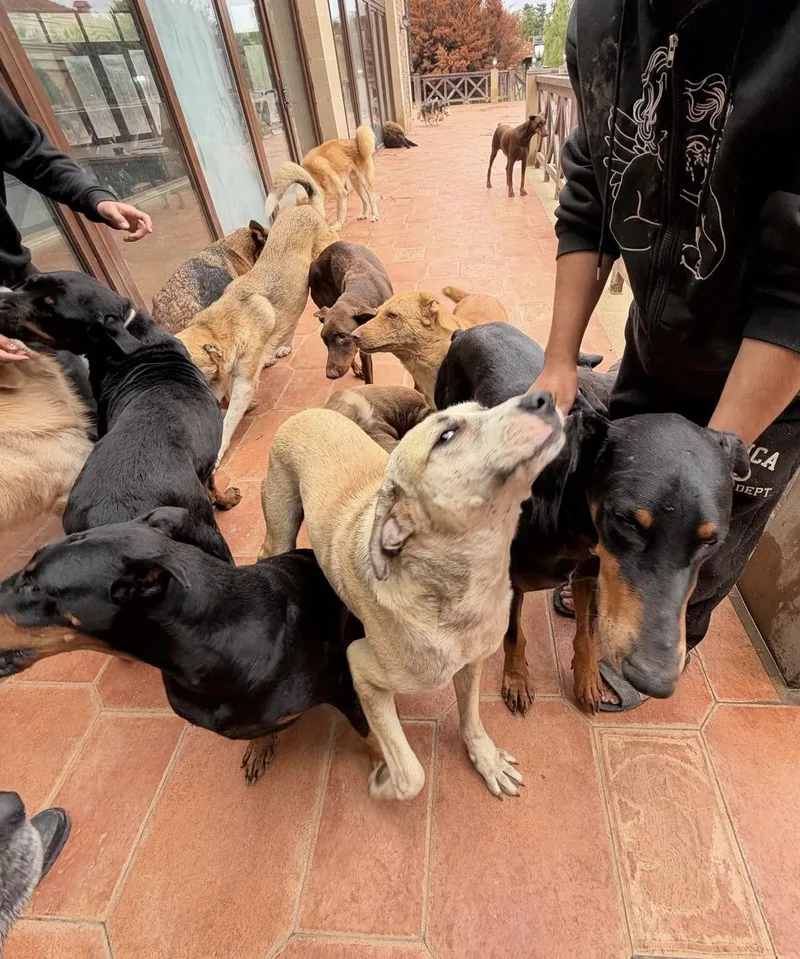 Blondie thumbnail 6
