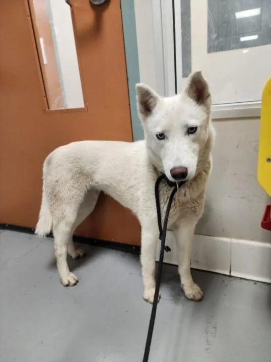 A young medium-sized female Siberian Husky dog named Galinda for adoption in Chatsworth, CA