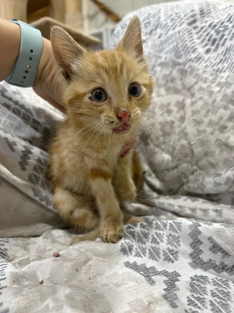 A baby small-sized female Domestic Medium Hair cat named Parker for adoption in Kell, IL