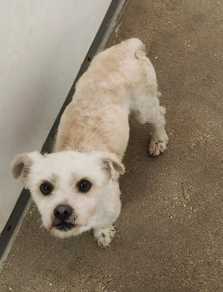 A young small-sized male Maltese dog named Carter for adoption in Belton, TX