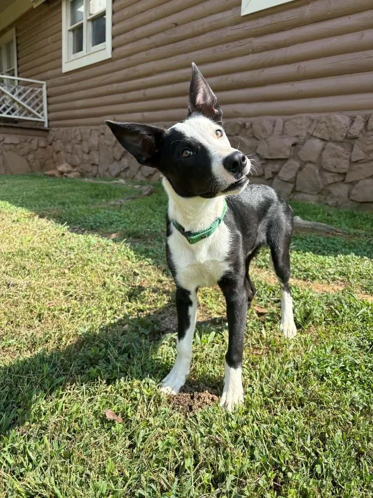 A baby medium-sized male Border Collie dog named Fonzie for adoption in Middletown, CT