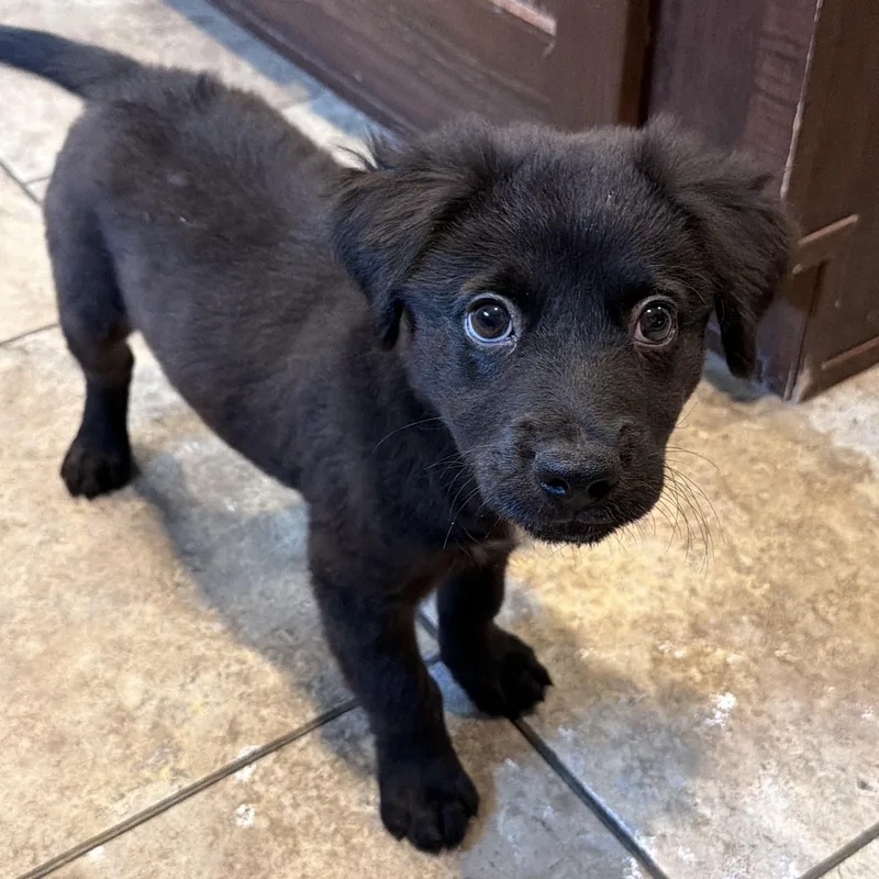 A baby medium-sized female Black Mixed Breed dog named Velvet for adoption in Boca Raton, FL