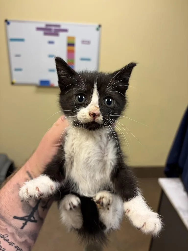 A baby medium-sized female Domestic Short Hair cat named Journeyโ
for adoption in Florence, SC