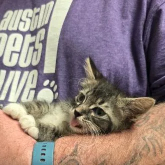 A baby small-sized male Brown / Chocolate Domestic Short Hair cat named Vickee for adoption in Austin, TX