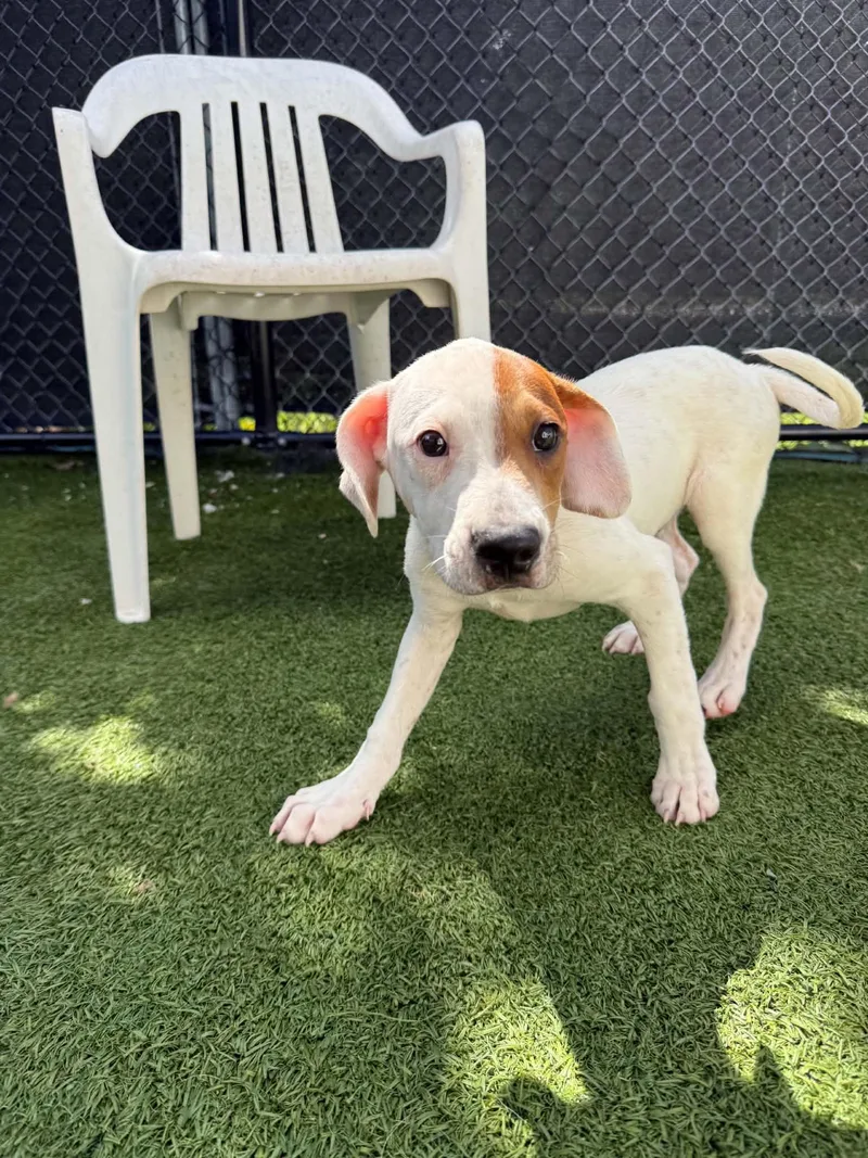 A baby medium-sized male Hound dog named Chandler for adoption in Groton, CT