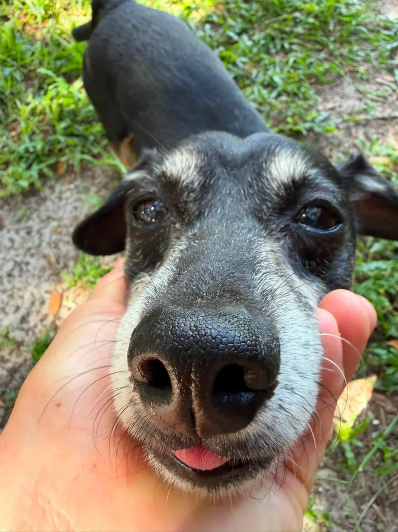 A senior small-sized male Dachshund dog named Charlie for adoption in Jacksonville, FL