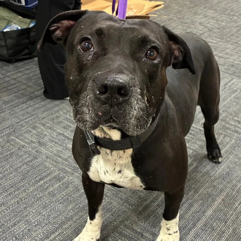 An adult large-sized male Terrier dog named Boots for adoption in Bronson, FL
