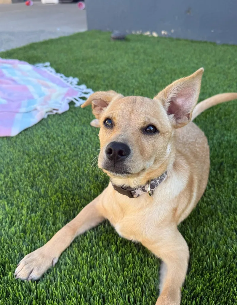 A baby medium-sized male Chiweenie dog named Naan for adoption in San Diego, CA