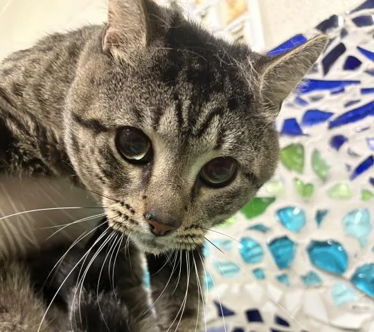 A young medium-sized male Domestic Short Hair cat named Mike Wazowski for adoption in Pensacola, FL