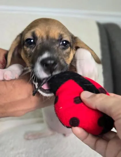 A young medium-sized female Labrador Retriever dog named Daphne Bridgerton for adoption in Lawrenceville, GA